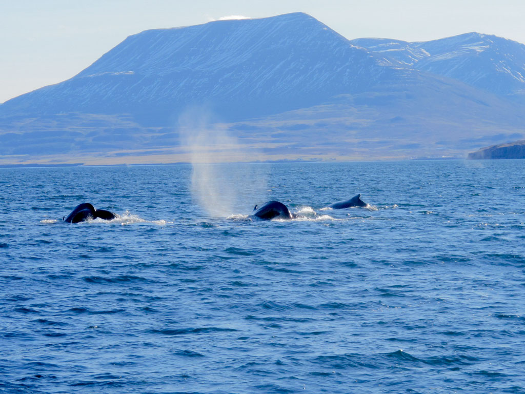 Whales Galore